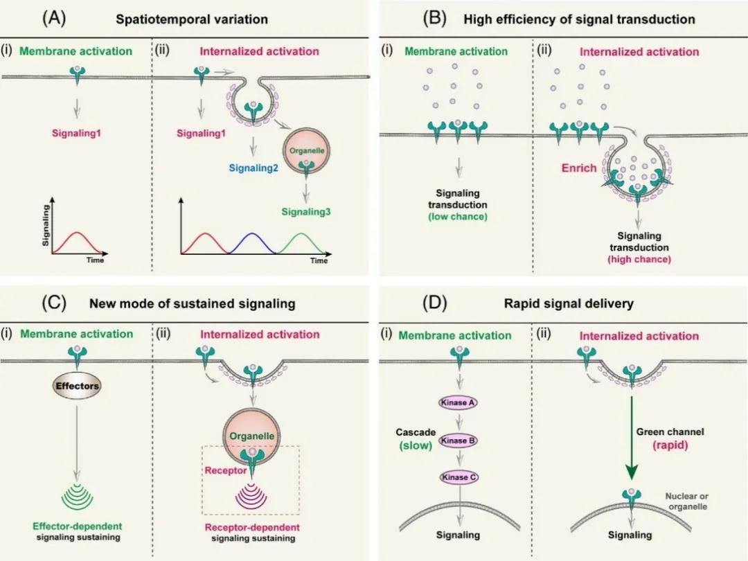 北医三院李子健课题组在Cell系列期刊Trends in Cell Biology上发表文章，提出膜受体“内吞激活”新概念和理论