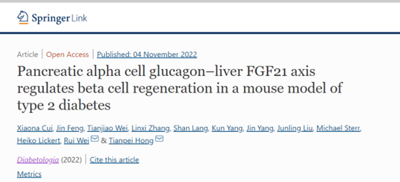 魏蕊/洪天配研究团队的胰岛β细胞再生机制研究成果在Diabetologia发表