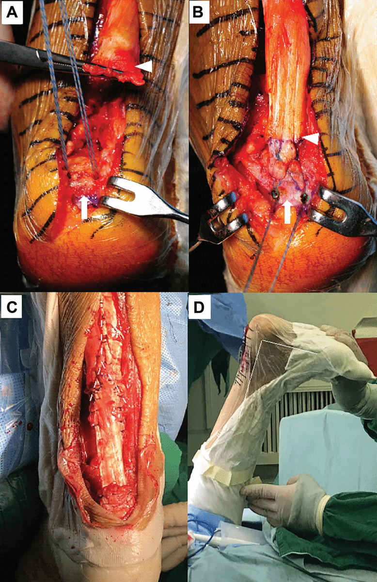 图片包含 热, 狗, 食物, 照片描述已自动生成