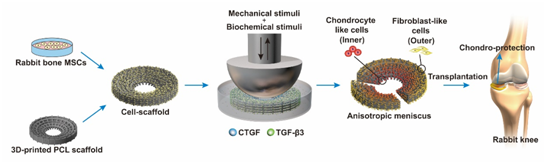 余家阔课题组在Science子刊发表组织工程半月板的最新研究成果