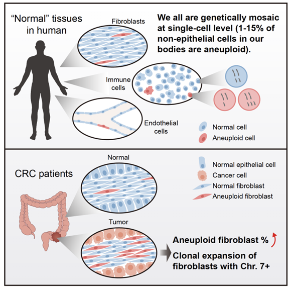 付卫课题组与汤富酬课题组合作揭示结直肠癌肿瘤微环境细胞的遗传变异
