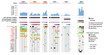 北医三院付卫研究团队与北大汤富酬研究团队合作在Gut上发表研究成果 揭示家族性腺瘤性息肉病发病机制