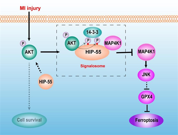 北医三院李子健课题组在Cell Death & Differentiation上发表文章揭示心肌梗死铁死亡调控新机制