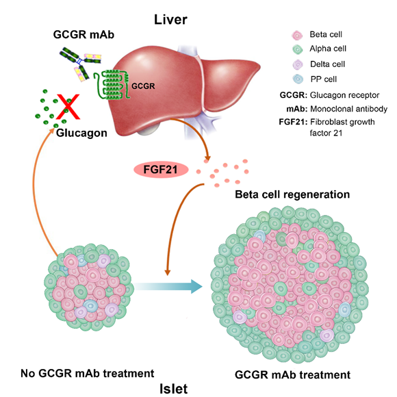魏蕊/洪天配研究团队的胰岛β细胞再生机制研究成果在Diabetologia发表