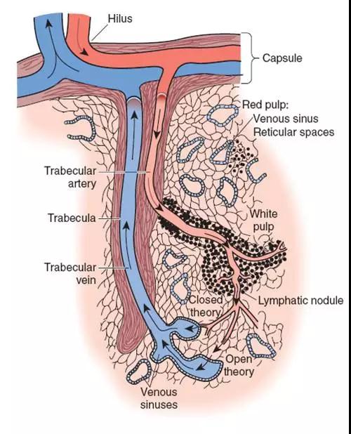 切病灶、保脾脏——两全其美新术式