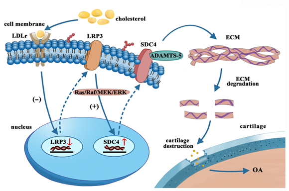 我院运动医学科胡晓青/敖英芳研究团队在Nature Communications在线发表胆固醇代谢异常导致骨关节炎机制研究成果