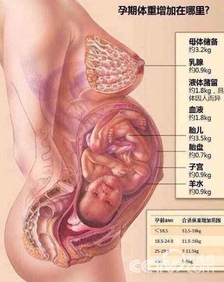 孕期体重增加在哪里?(图片来源:北医三院产科)