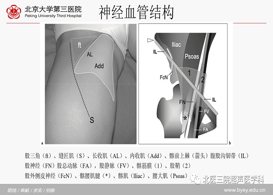 髋关节解剖（二）