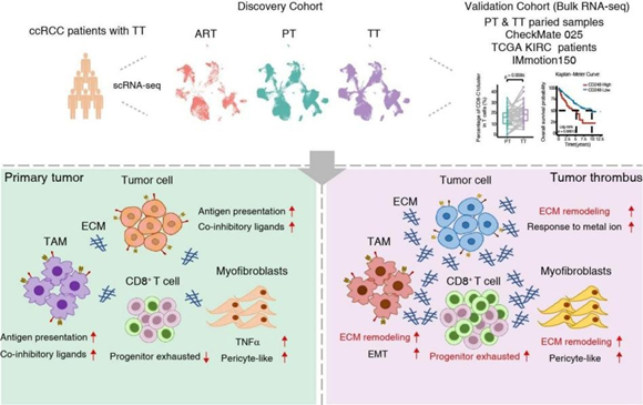 科技创新助推高质量发展 北医三院多项科技成果发表（3）