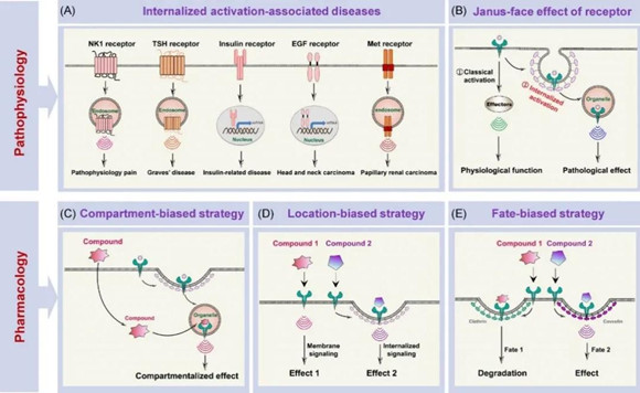 北医三院李子健课题组在Cell系列期刊Trends in Cell Biology上发表文章，提出膜受体“内吞激活”新概念和理论