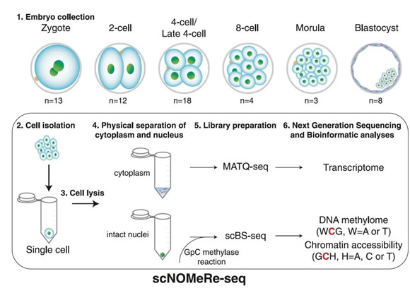 Nature Communications同日刊登北医三院国家妇产疾病临床医学研究中心两项重要研究成果