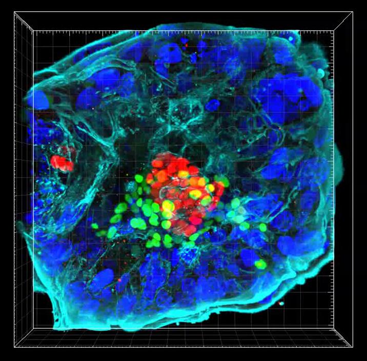 《Nature(自然)》杂志发表北京大学汤富酬、乔杰团队研究成果 揭示人类围着床期胚胎发育分子调控规律