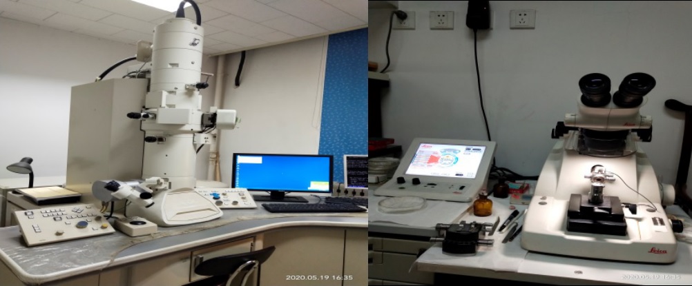 超微病理(电子显微镜)平台简介