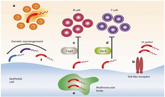 终结幽门螺杆菌的一切疑问,专家帮您健康无“幽”