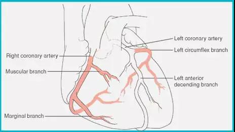 小切口,大不同,微创搭桥开创新天地