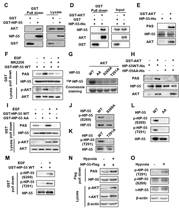 北医三院李子健课题组在Cell Death & Differentiation上发表文章揭示心肌梗死铁死亡调控新机制